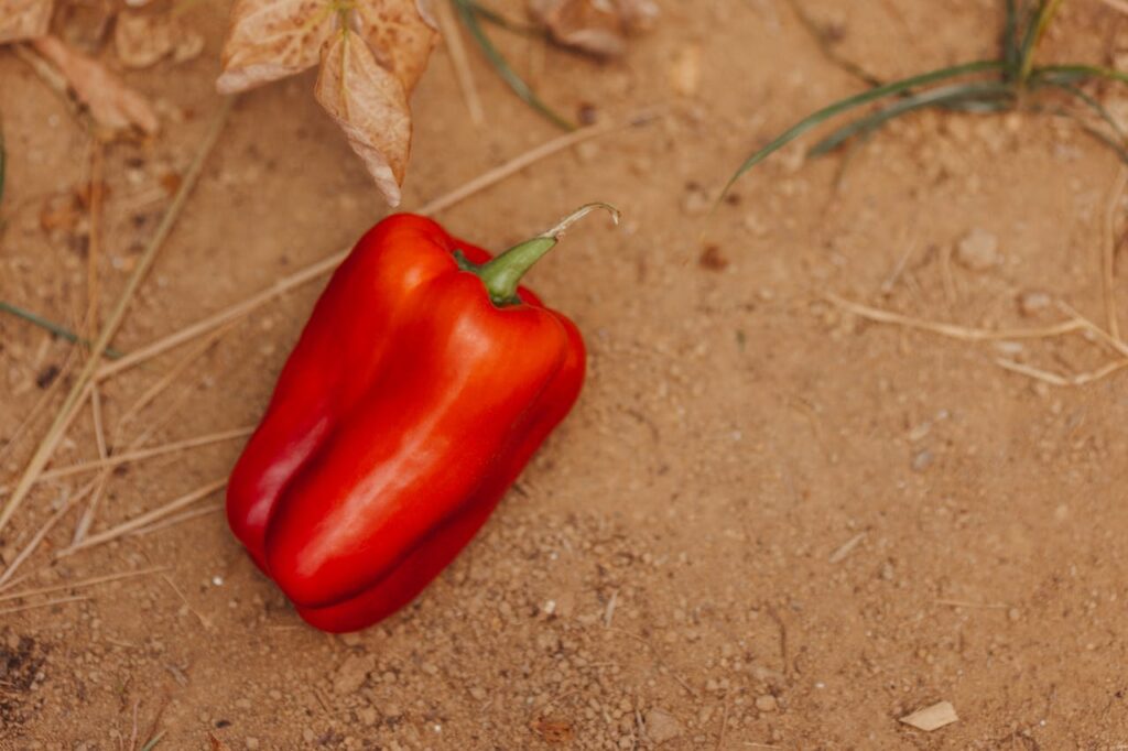 Close-up of a Red Pepper on the Ground