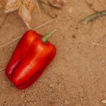 Close-up of a Red Pepper on the Ground