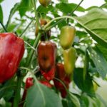 Ball Peppers Growing in Garden