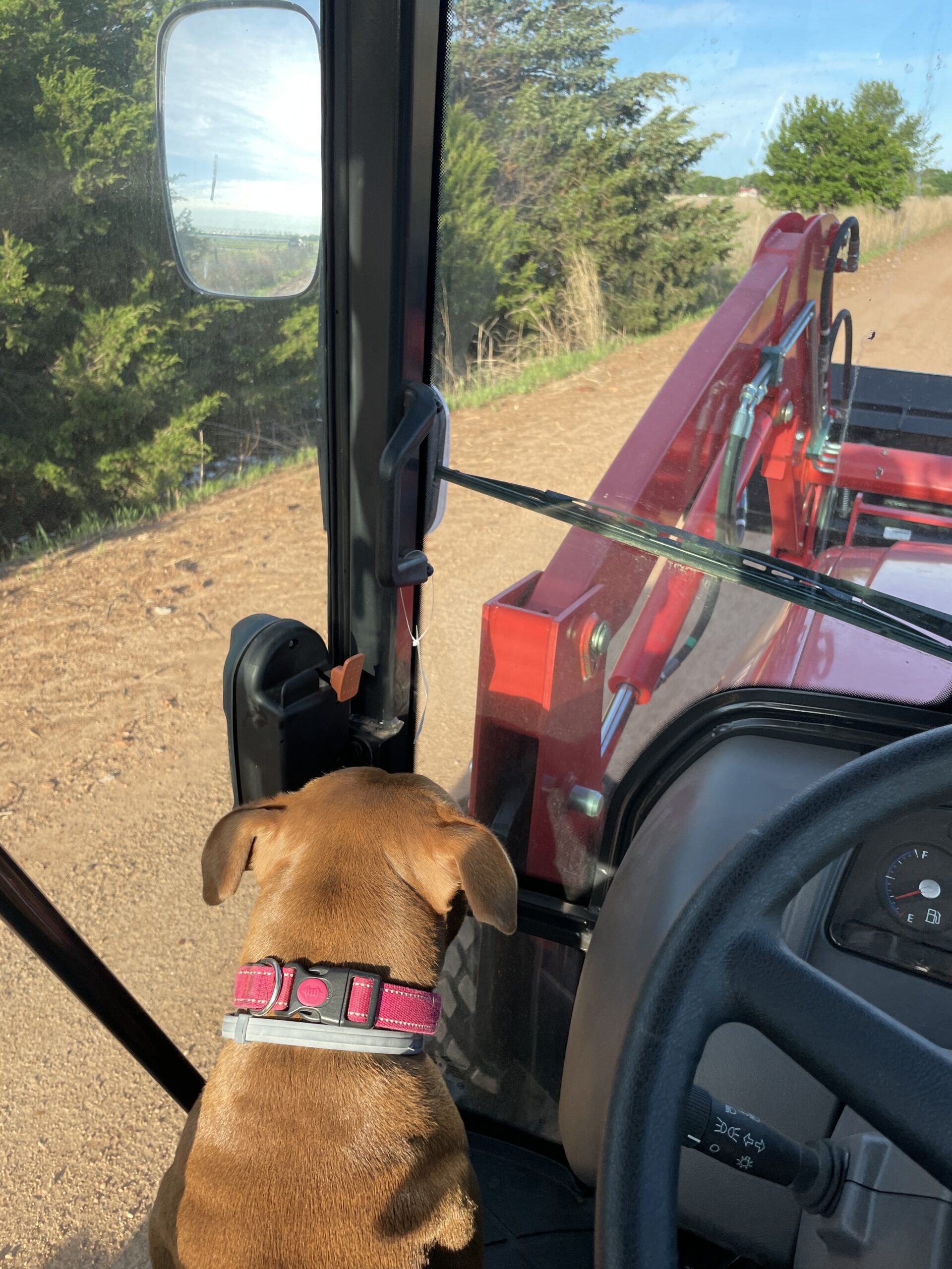 A brown dog in a pink collar sitting up in the tractor cab, watching the track ahead through the windscreen