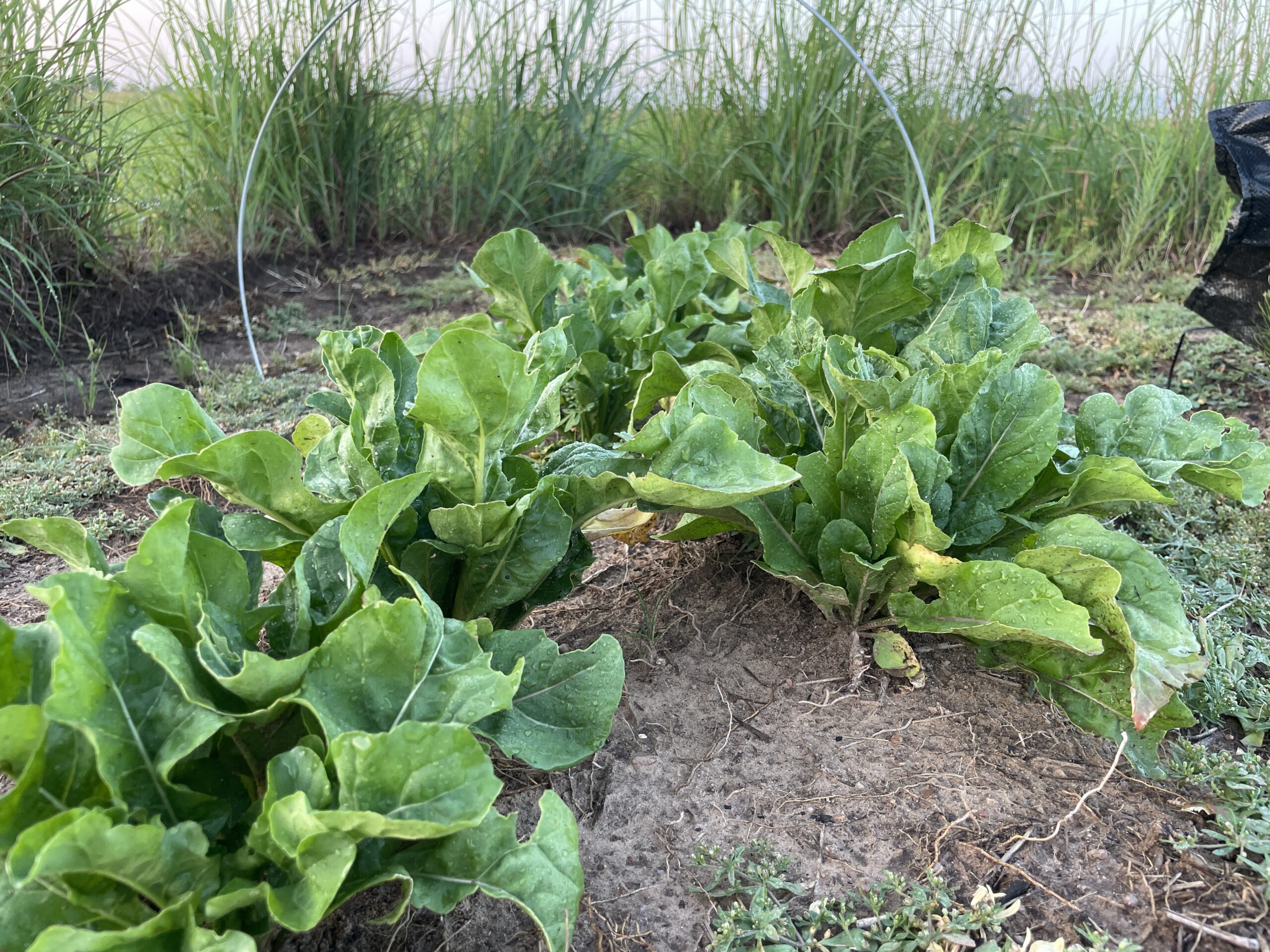 Broad green arugula leaves growing in dark soil beside the high tunnel