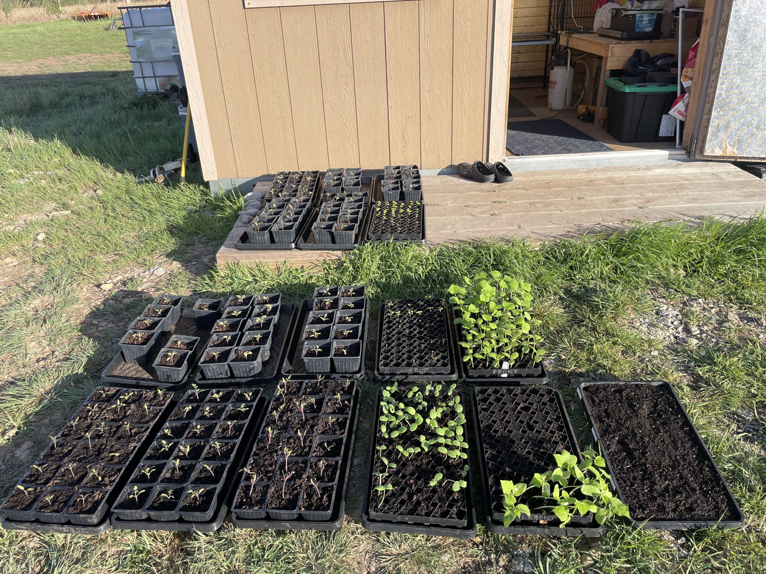 Trays of vegetable seedlings set out on the grass beside the farm shed
