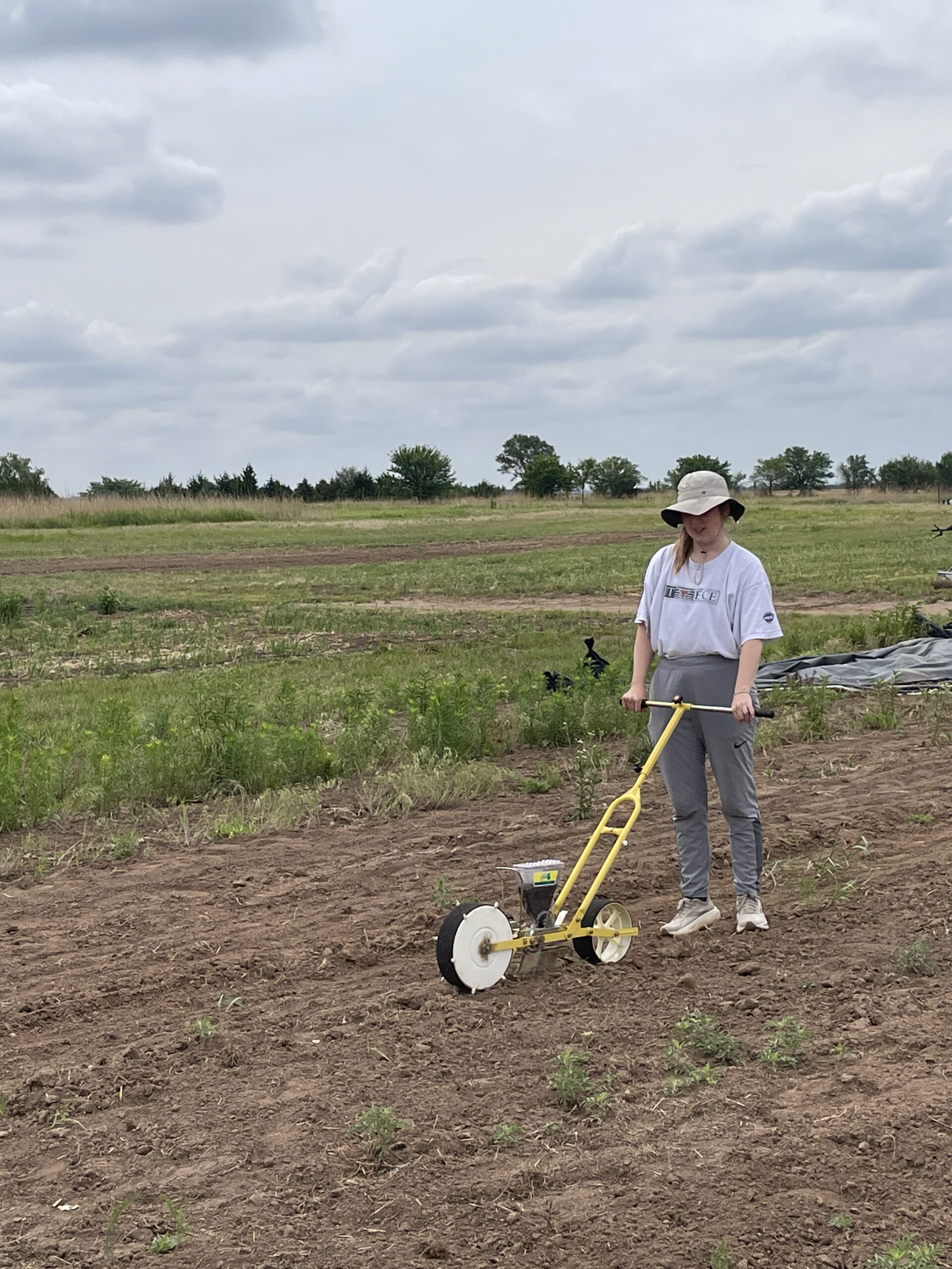 A young woman in a sun hat pushing a seeder along a freshly prepared bed, planting a new row