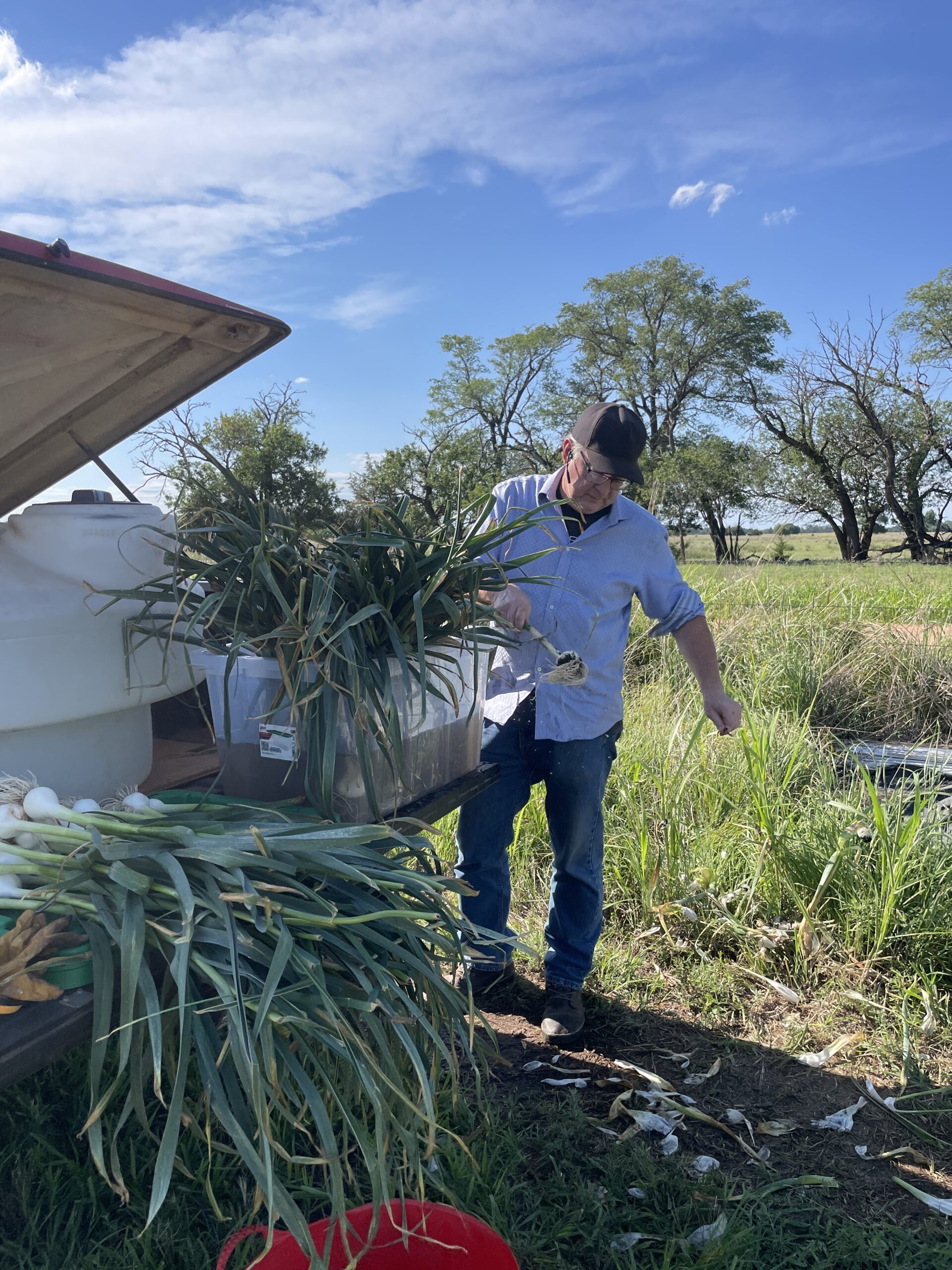 A man lifting a bunch of freshly pulled garlic into the back of a truck at harvest, more bundles stacked on the tailgate